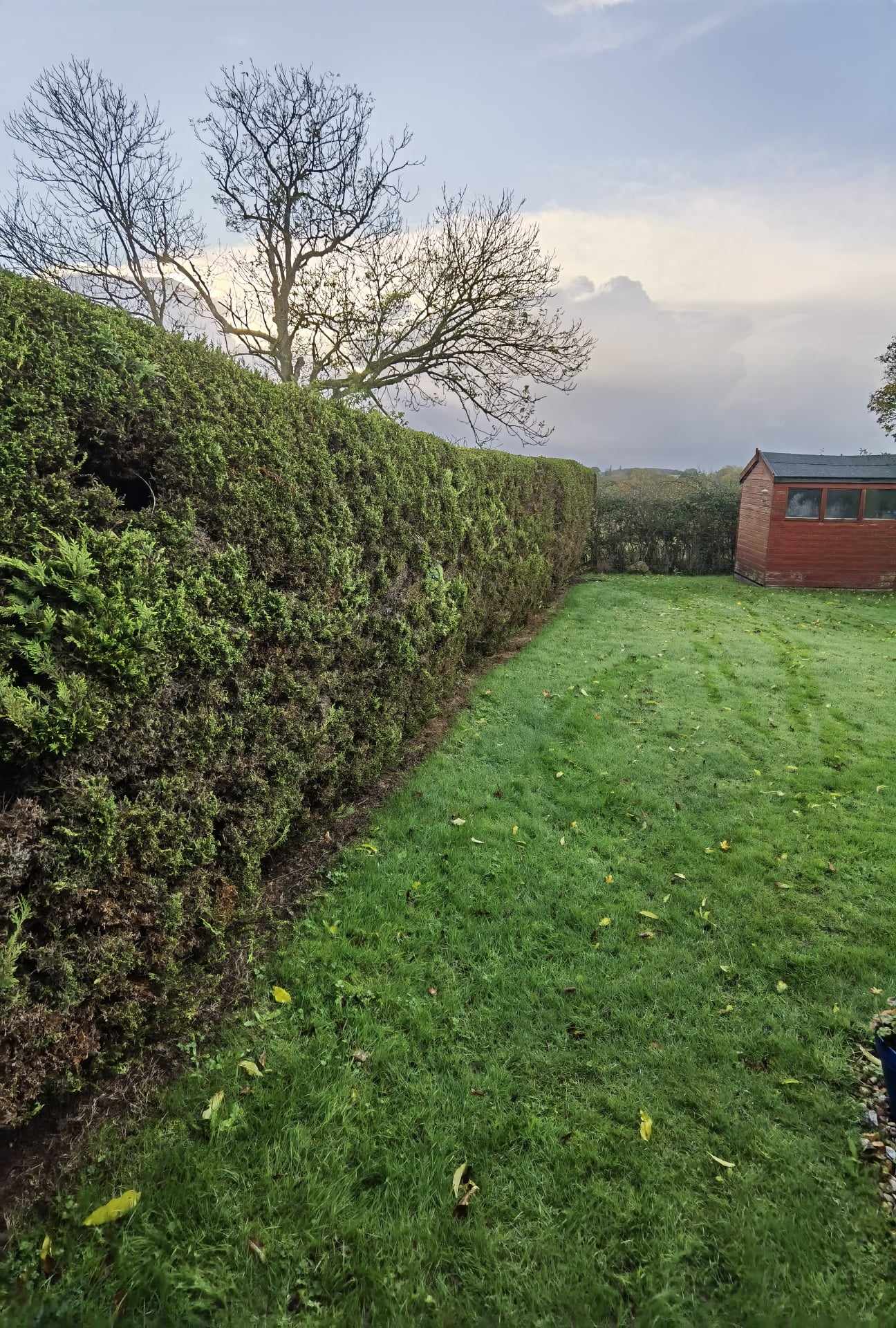 Fencing & gates Suffolk — Well-maintained hedge fencing along garden pathway with manicured lawn